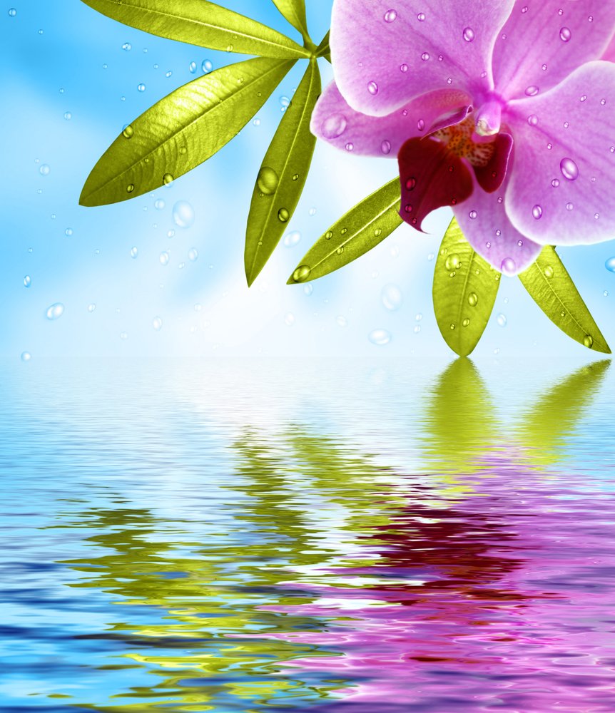Plissee mit Motiv - Orchidee im Wasser