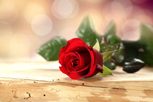Foto-Schmutzfangmatte - Rote Rose (von magdal3na)