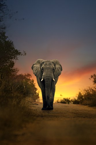 Foto-Schmutzfangmatte - Elefant im Abendlicht (von sw_stock)