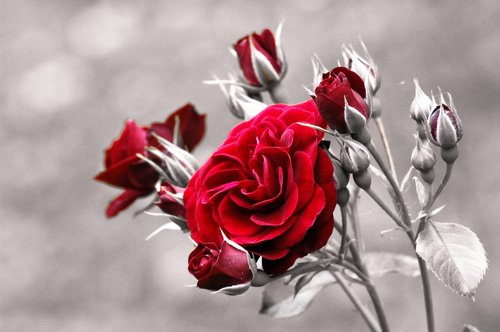 Plissee mit Motiv - Rote Rosen (von Steffen Lohse-Koch)