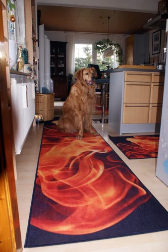 Foto-Teppich als Läufer für Hund
