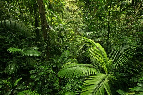 Foto-Schmutzfangmatte - Tropischer Regenwald (von mtilghma)