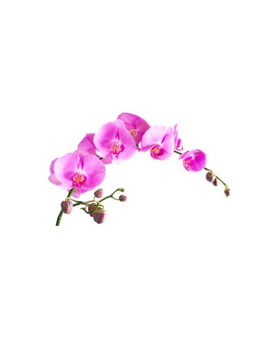 Plissee mit Motiv - Orchideenranke (von yevgeniy11)