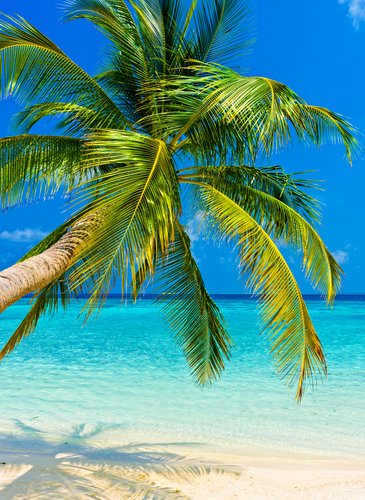 Foto-Schmutzfangmatte - Tropischer Palmenstrand (von Malbert)
