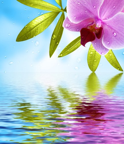 Plissee mit Motiv - Orchidee im Wasser (von Thaut Images)