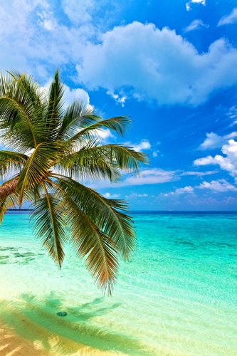 Foto-Lamellenvorhang - Tropischer Palmenstrand (von Malbert)