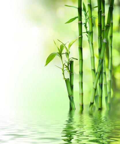 Plissee mit Motiv - Bambus im Wasser (von Romolo Tavani)